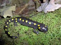 Yellow Spotted Salamander Yellow Spotted Salamander