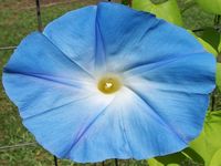 Morning Glory Morning Glory