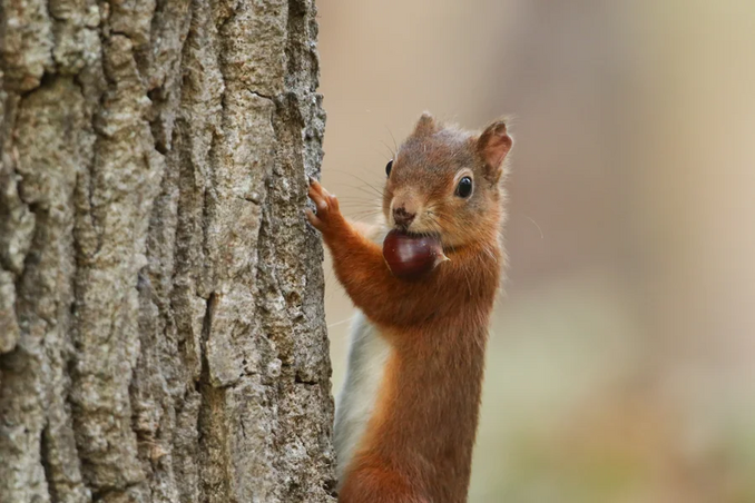 A red squirrel holds a chestnut in its mouth while climbing up a tree.