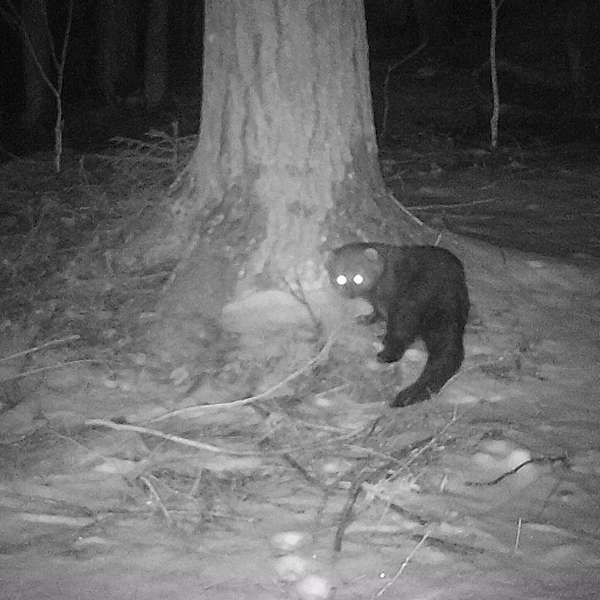 Mapping Connectivity: How UVM Researchers are Studying Safe Passages for Wildlife