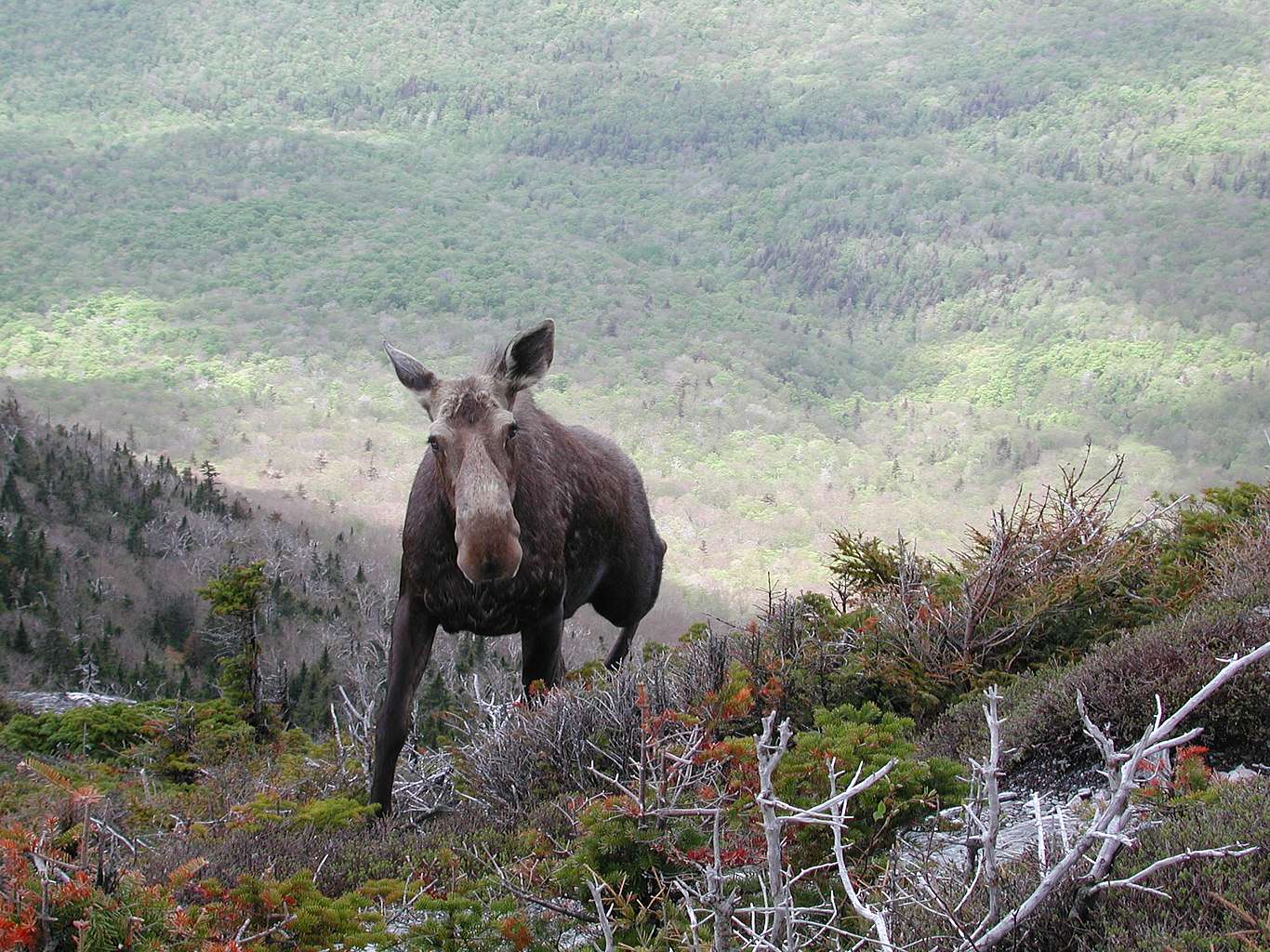 A mature moose scales the mountainside in late fall in Vermont.