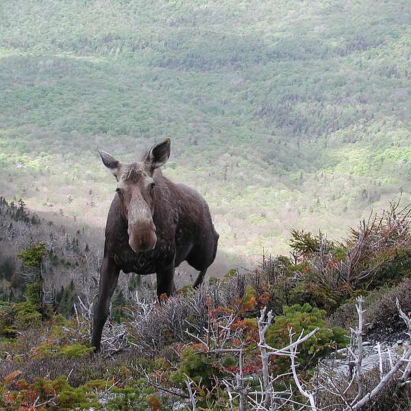 A mature moose scales the mountainside in late fall in Vermont.