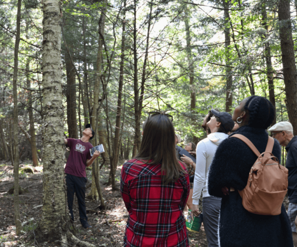 A group of folks look skyward to the see the leaves of a tall hardwood tree.