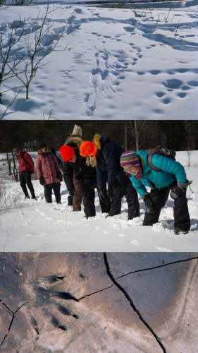 Wildlife Tracking with North Branch Nature Center