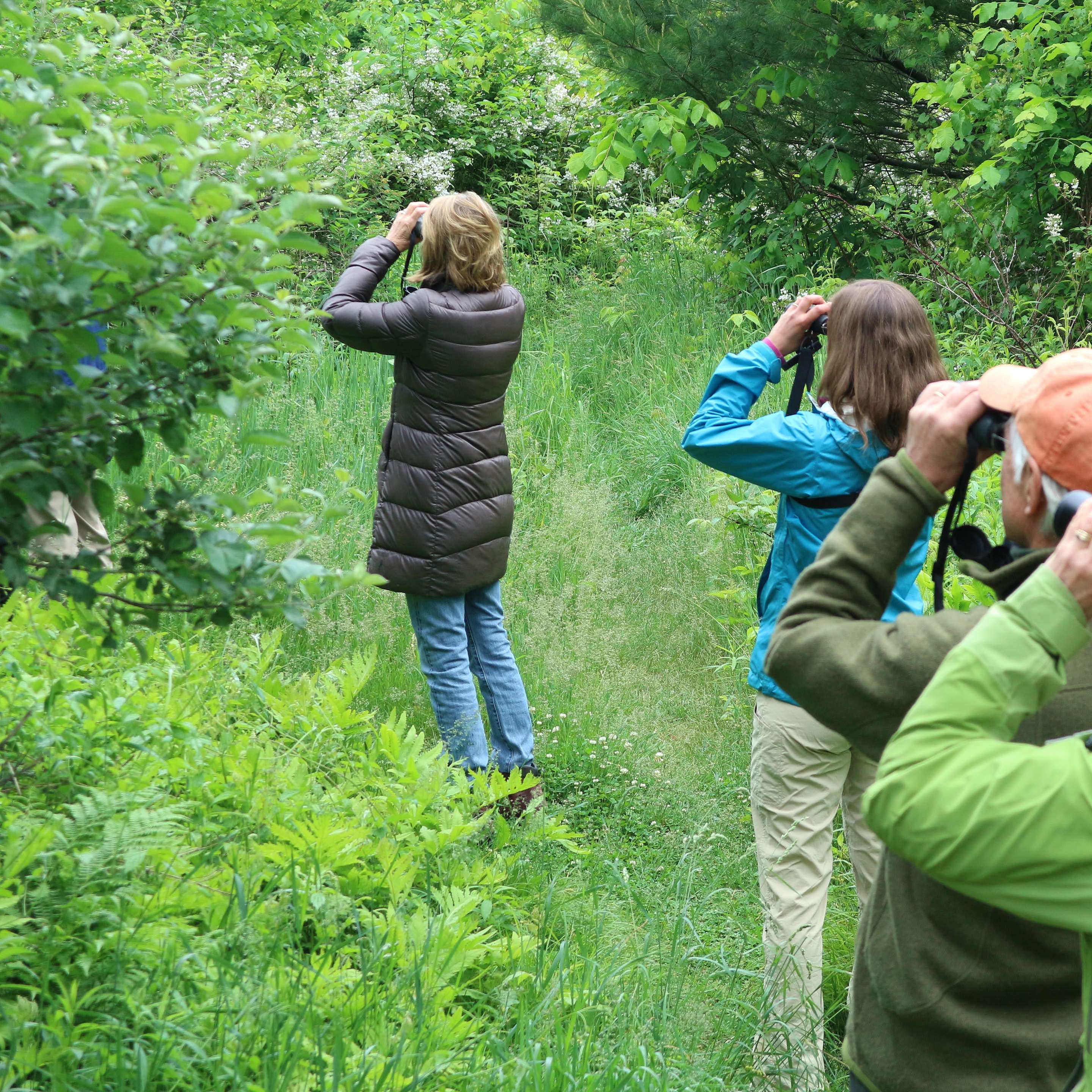 Guided Hike: Bird-Friendly Maple Hike at Trapps