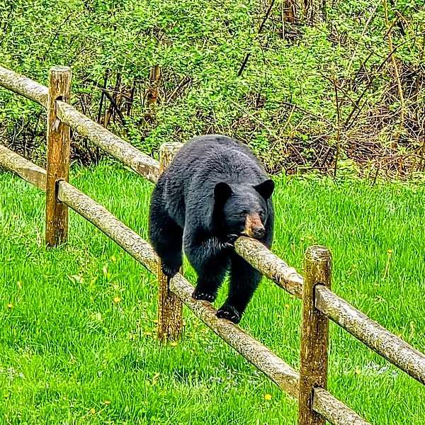 Opinion: We Need to Do Better by Stowe’s Bears