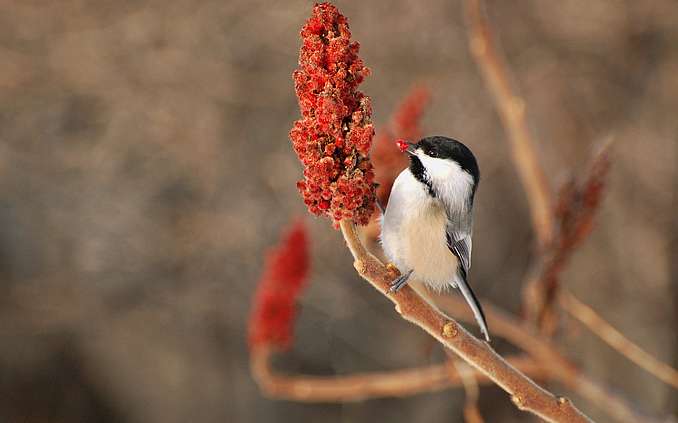 A black-capped chickadee perches at the end of a sumac branch next to a berry cluster, while holding one sumac berry in its beak., 