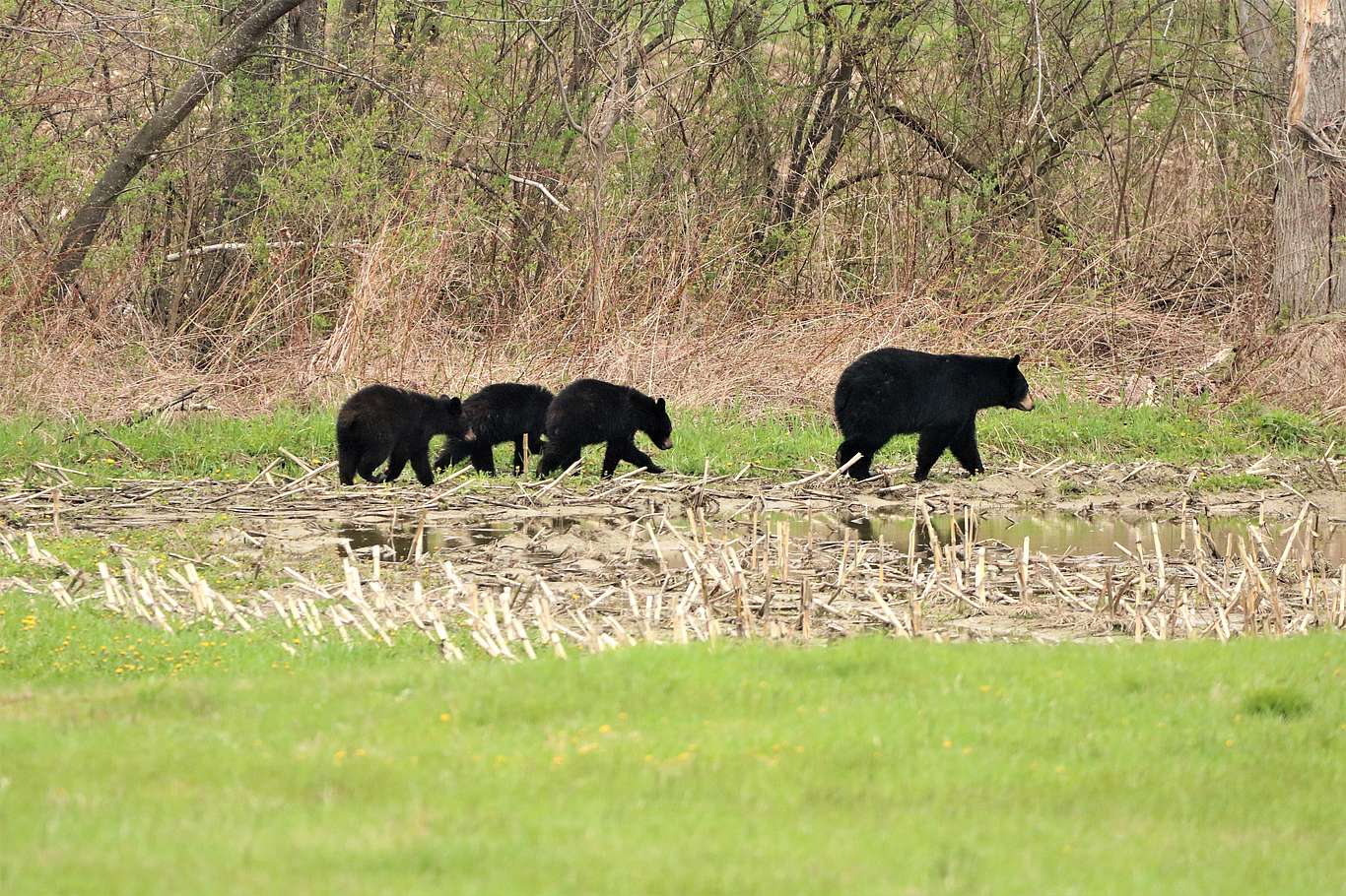 A black bear family (mom with three older cubs) walks across a field towards the woods.