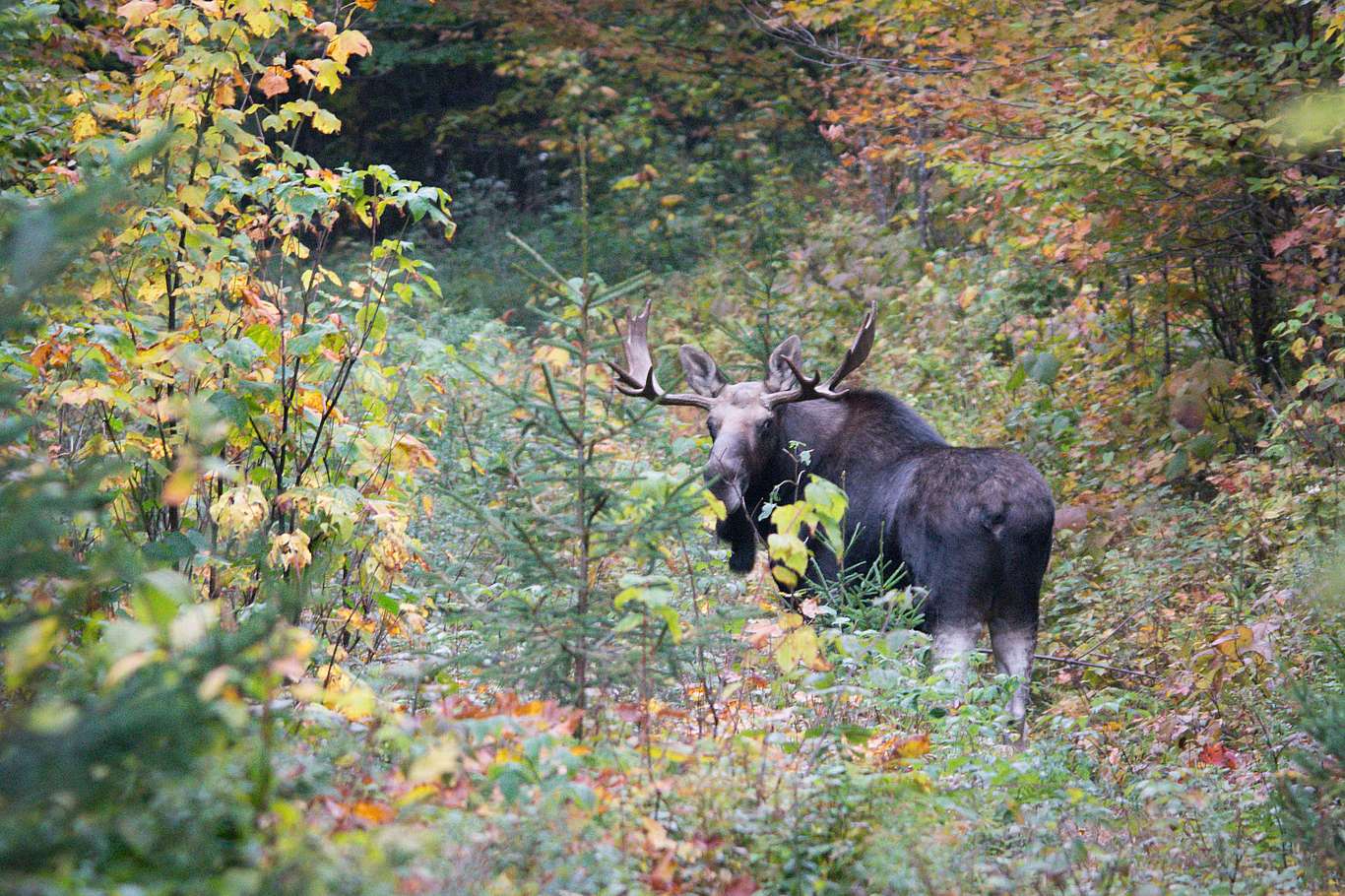 A photo of a moose looking at the viewer in dense underbrush.