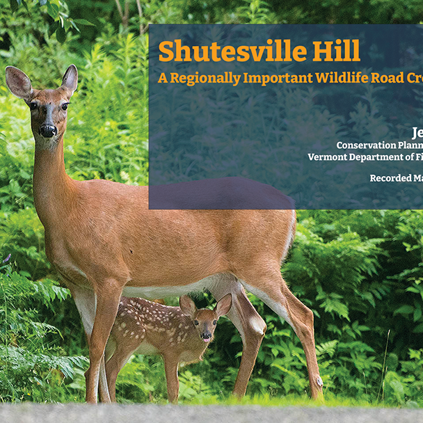 Shutesville Hill: A Regionally Important Wildlife Corridor - Stowe Land ...