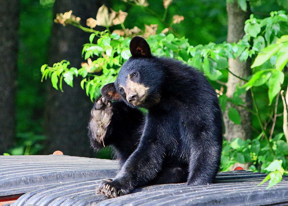 Bear incidents are on the rise in Vermont. What should you do to avoid  them?