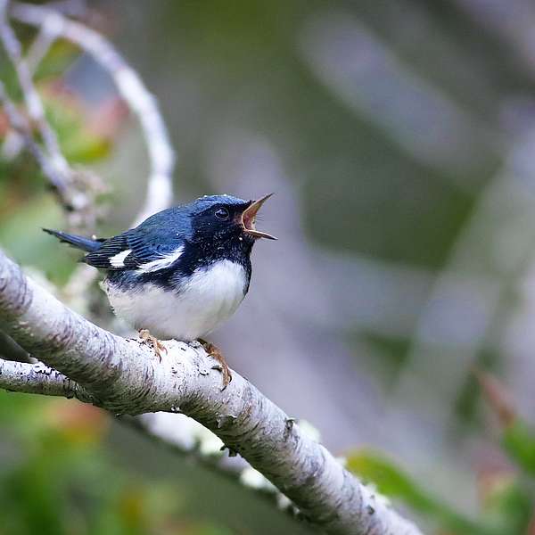 The Songbirds of Shutesville