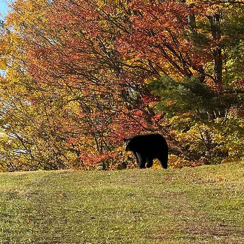 A bulky bear was recently spotted on an...