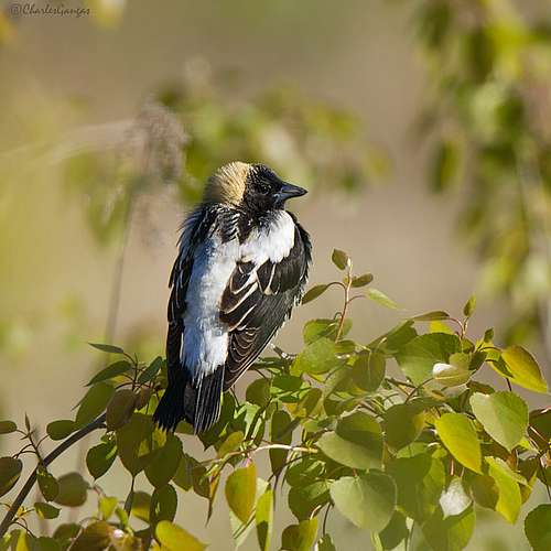 We 🧡 #WildlifeWednesday

💫 Bobolinks are using...